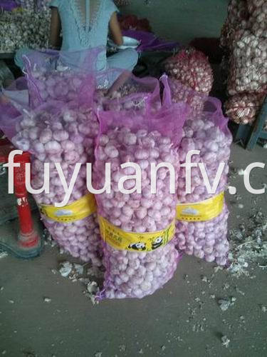  fresh garlic to Sri lanka 